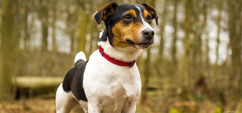 How Dogs Detect Earthquakes Before They Strike