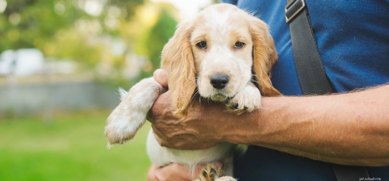 How Dogs Detect Intruders: A Scientific Overview