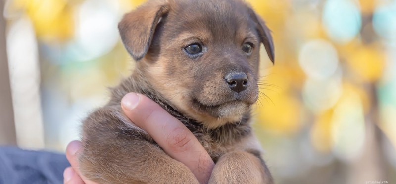 How Dogs Detect Intruders: A Scientific Overview