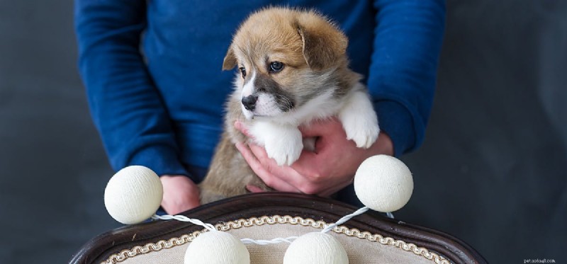 How Dogs Detect Intruders: A Scientific Overview