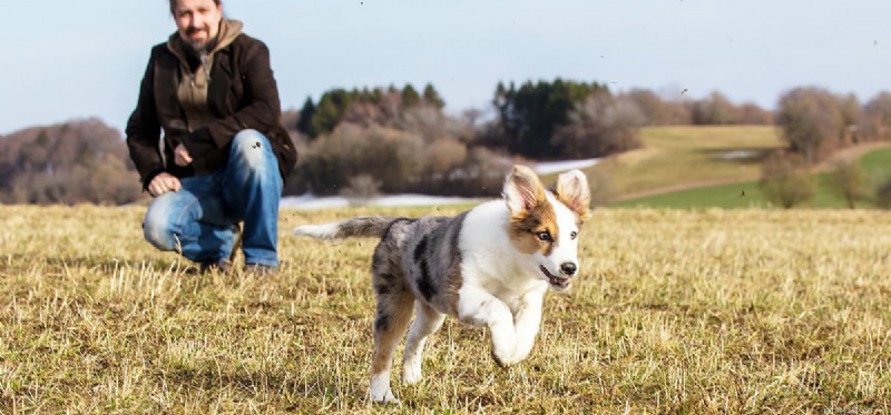 How Dogs Detect Intruders: A Scientific Overview