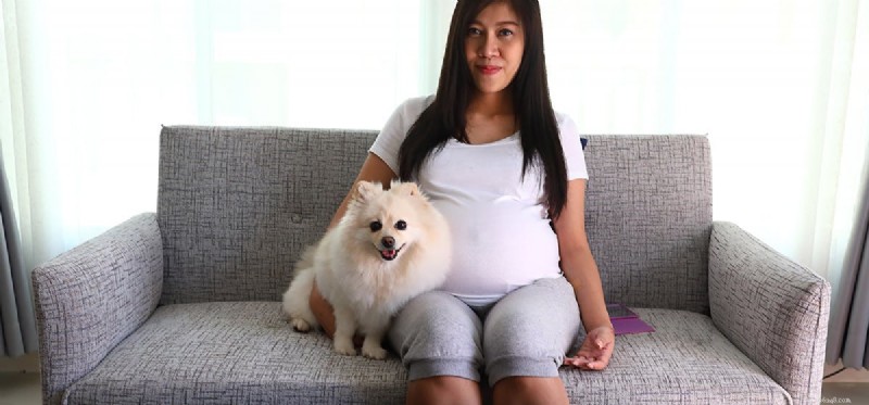 Can Dogs Detect a Baby Growing Inside Its Mother?