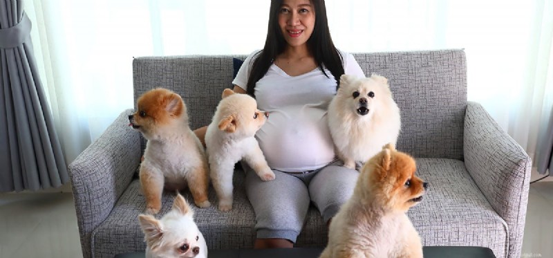Can Dogs Detect a Baby Growing Inside Its Mother?