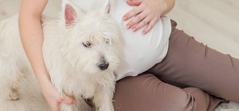 Can Dogs Detect a Baby Growing Inside Its Mother?
