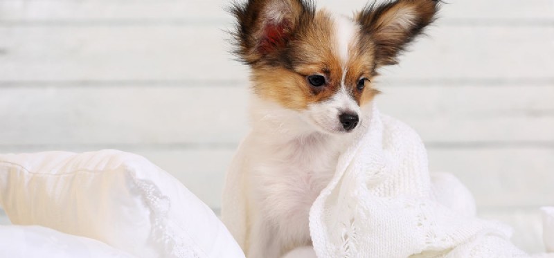 Do Dogs Detect Bed Bugs? Trusted Insights for Homeowners