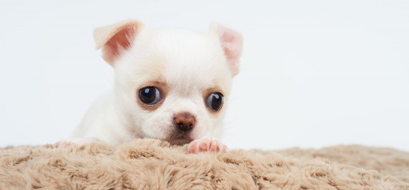 Do Dogs Detect Bed Bugs? Trusted Insights for Homeowners