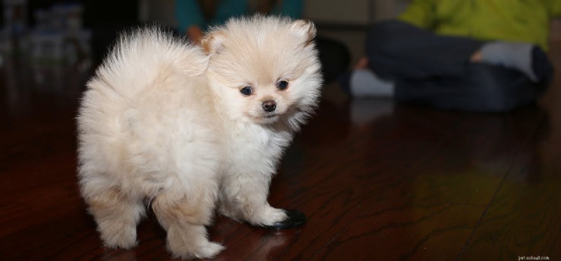 Can Dogs Detect Human Benevolence? Insights from Recent Studies