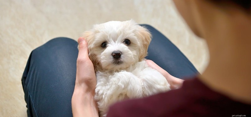 Can Dogs Detect Human Benevolence? Insights from Recent Studies