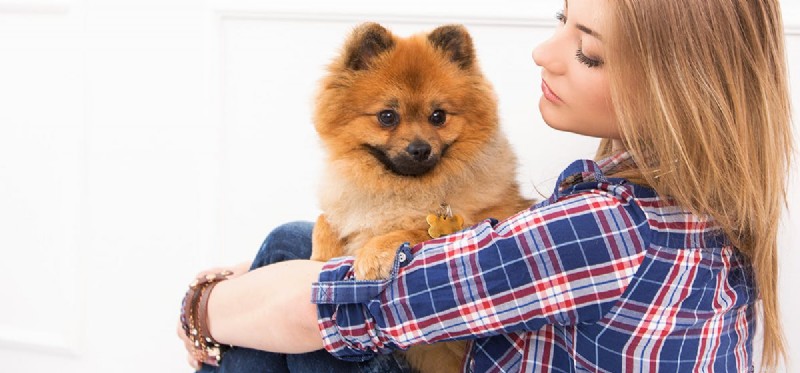 Do Dogs Detect Bipolar Disorder? Understanding Their Sensitivity to Mood Changes