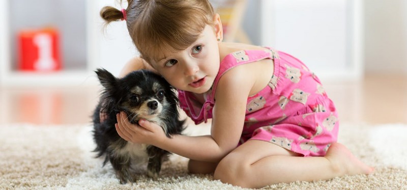 Can Dogs Detect Human Benevolence? Insights from Recent Studies