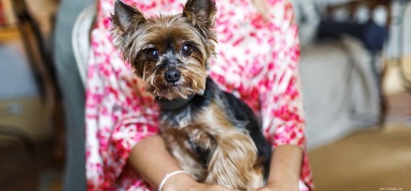 Do Dogs Detect Bipolar Disorder? Understanding Their Sensitivity to Mood Changes