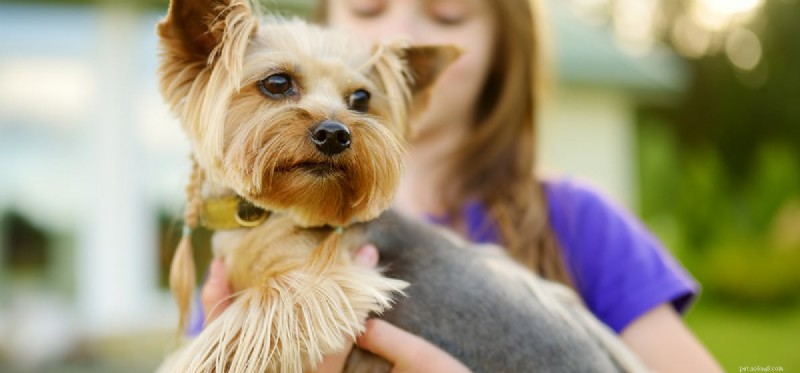 Do Dogs Detect Bipolar Disorder? Understanding Their Sensitivity to Mood Changes