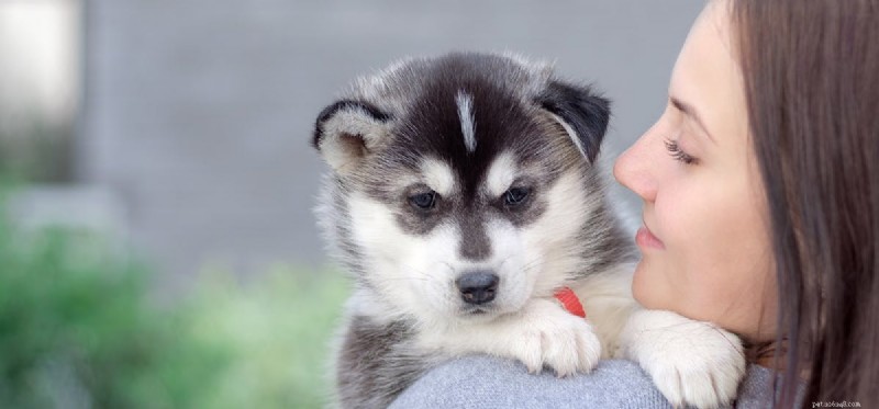 Do Dogs Detect Breast Cancer? Expert Insights & Research Findings