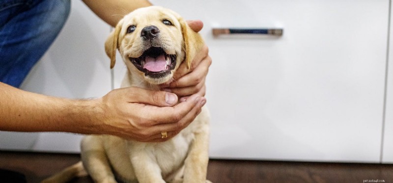 Can Dogs Detect Human Fear? Understanding Their Empathetic Senses