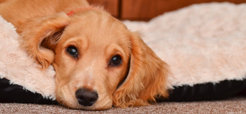 Can Dogs Detect Human Fear? Understanding Their Empathetic Senses