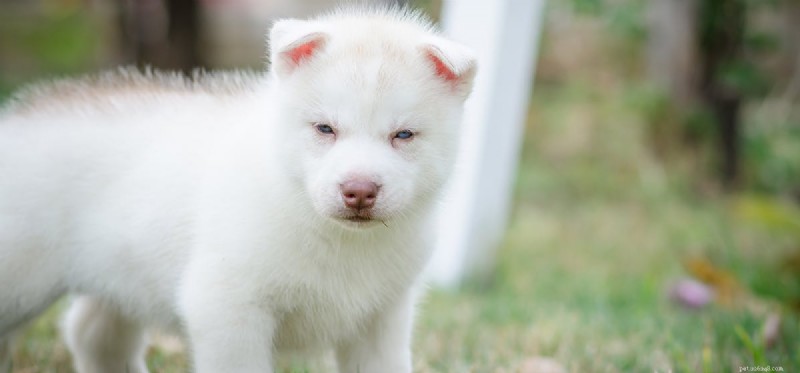 Can Dogs Detect Human Fear? Understanding Their Empathetic Senses