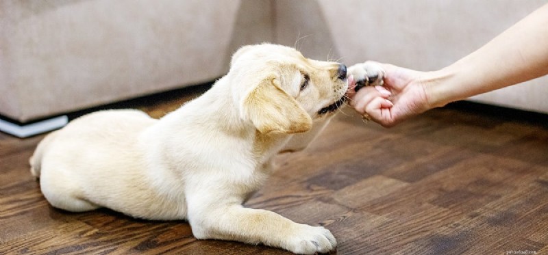 Can Dogs Detect Human Fear? Understanding Their Empathetic Senses