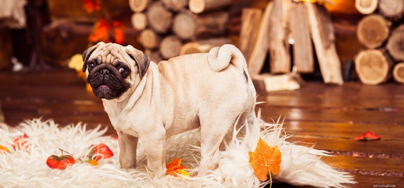 Do Dogs Detect Fire? How Their Senses Keep You Safe