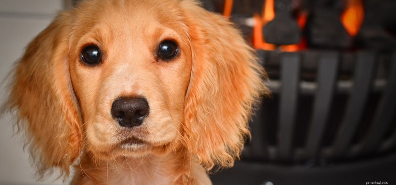 Do Dogs Detect Fire? How Their Senses Keep You Safe