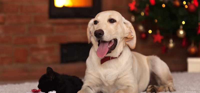 Do Dogs Detect Fire? How Their Senses Keep You Safe