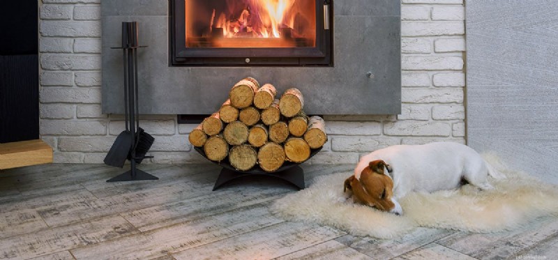 Do Dogs Detect Fire? How Their Senses Keep You Safe