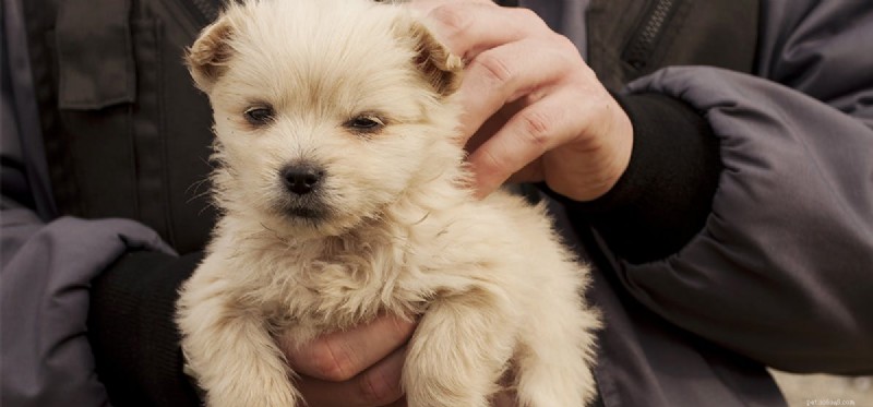 Can Dogs Tell the Difference Between Good and Evil?