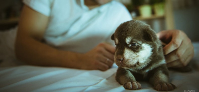Can Dogs Tell the Difference Between Good and Evil?