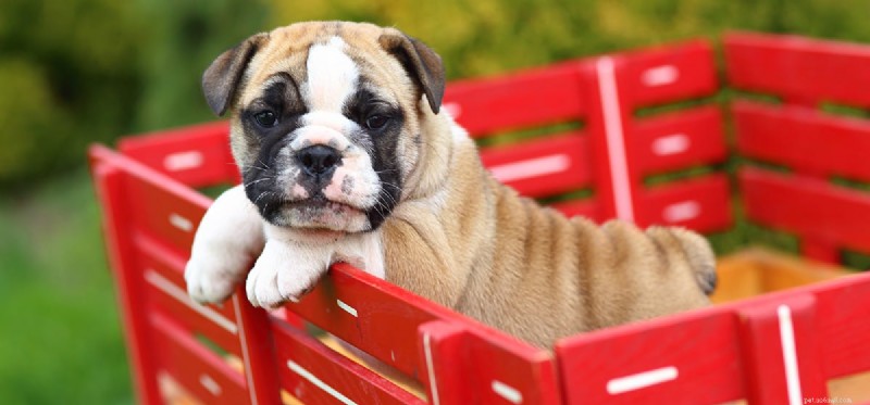 How Dogs Detect Human Injuries: The Science Behind Their Senses