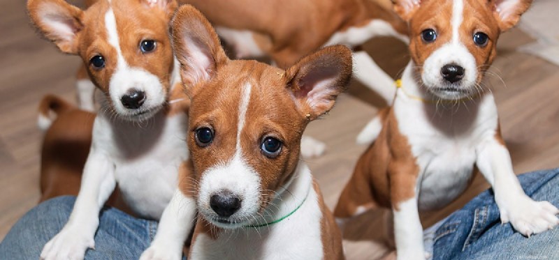 How Dogs Detect Human Injuries: The Science Behind Their Senses