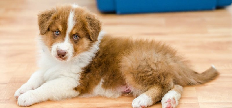 How Dogs Detect Human Injuries: The Science Behind Their Senses