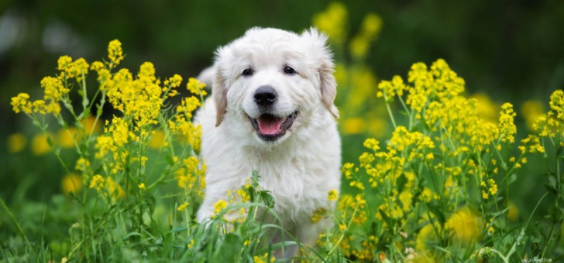 Do Dogs Detect Earth s Magnetic Fields? A Scientific Review