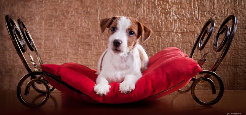Do Dogs Detect Negative Energy? Insights Into Their Sensitive Perception