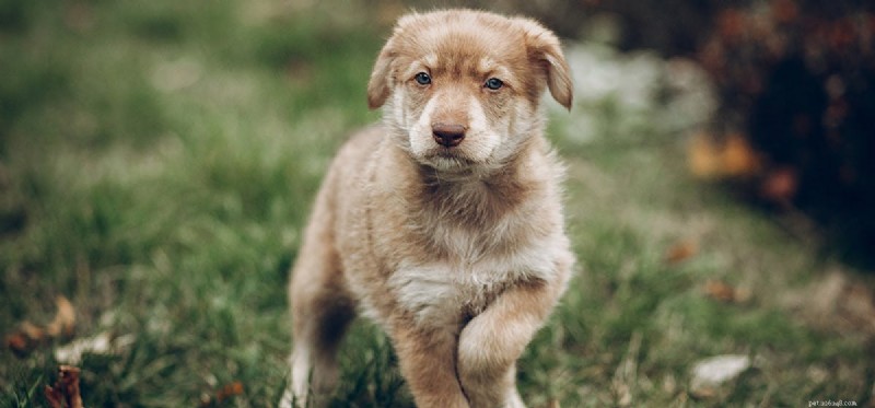Do Dogs Detect Negative Energy? Insights Into Their Sensitive Perception