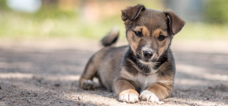 Can Dogs Detect Underground Pests? Discover How They Safeguard Your Yard