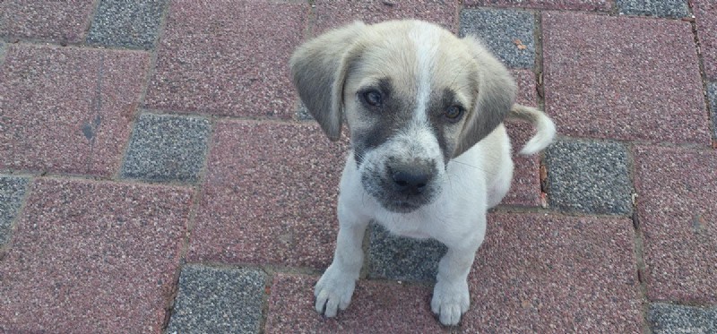 Can Dogs Detect Underground Pests? Discover How They Safeguard Your Yard