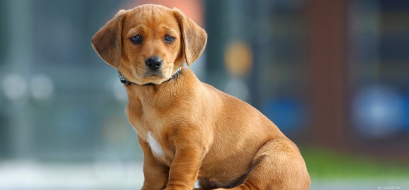Can Dogs Detect Underground Pests? Discover How They Safeguard Your Yard