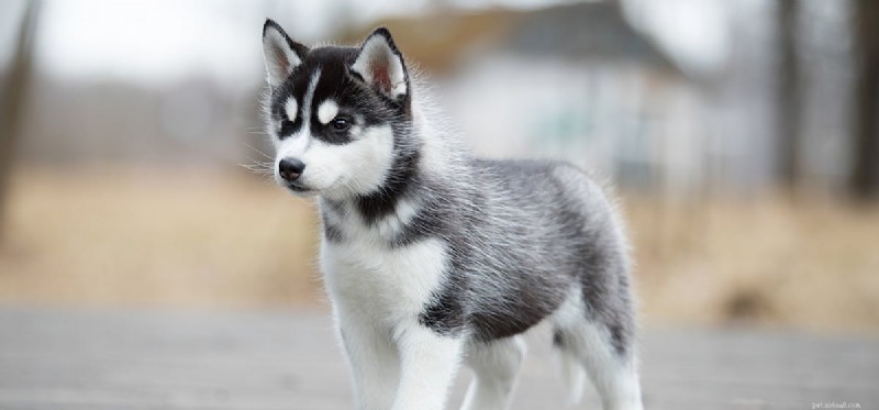Can Dogs Detect Underground Pests? Discover How They Safeguard Your Yard