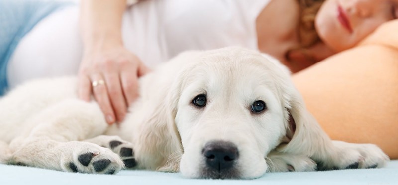 Do Dogs Detect Human Pregnancy? Insights & Research