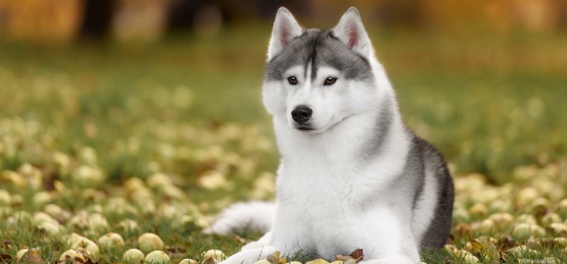 Can Dogs Really Detect the Supernatural? A Scientific Exploration