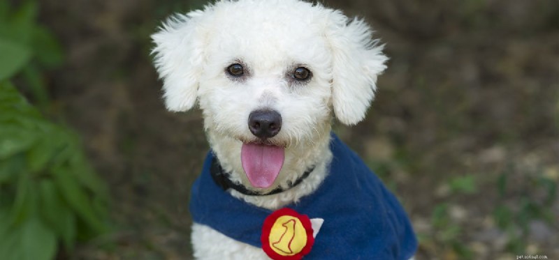 Can Dogs Really Detect the Supernatural? A Scientific Exploration
