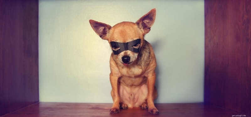 Can Dogs Really Detect the Supernatural? A Scientific Exploration