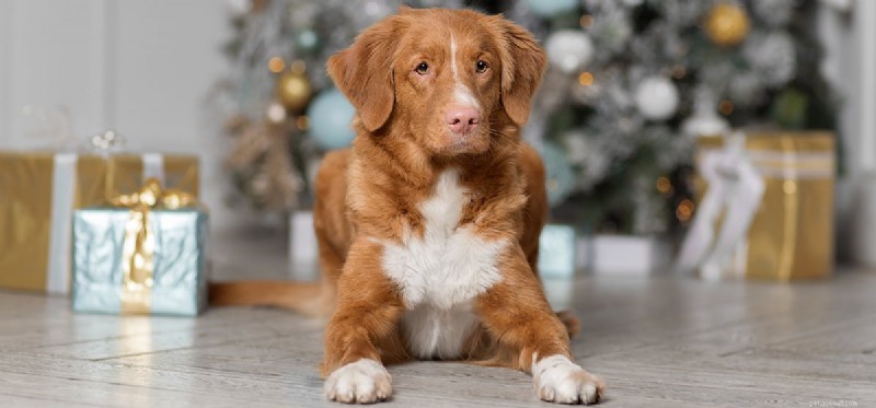 Can Police Dogs Detect Dab Pens?