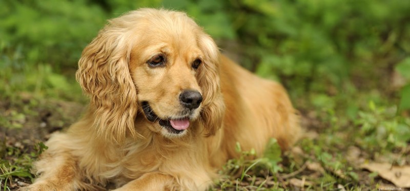 Can Police Dogs Detect Dab Pens?