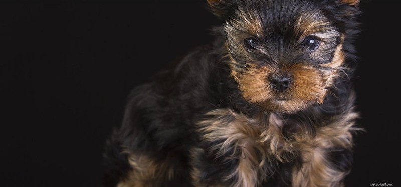 Can Dogs Detect the Smell of Juul Vapes?