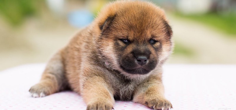 Can Dogs Detect the Smell of Juul Vapes?