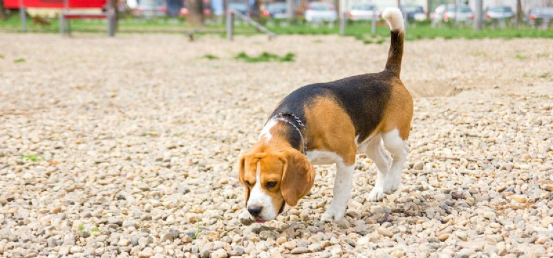 Can Dogs Detect the Smell of Juul Vapes?