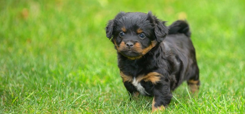 Can Dogs Detect Skunks Before They Spray?