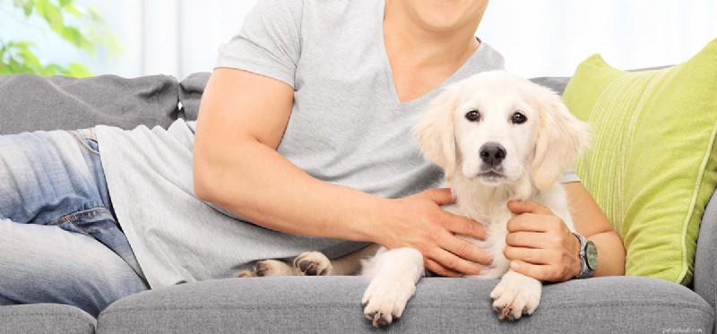 Can Dogs Detect Cancer with Their Nose? The Science Behind Their Remarkable Smell