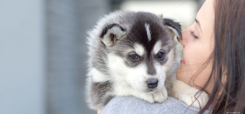 Can Dogs Detect Cancer with Their Nose? The Science Behind Their Remarkable Smell