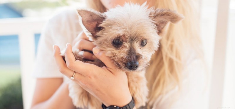 Can Dogs Detect Diabetes? How Their Senses Help Spot the Condition